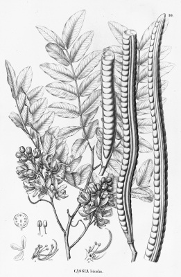 Cassia leiandra
