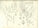 Xylopia parvifolia
