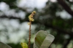 Croton laevigatus