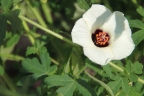 Hibiscus ludwigii