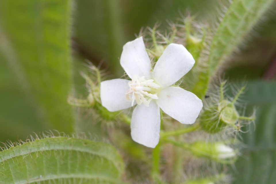 Clidemia dentata