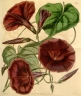 Ipomoea orizabensis