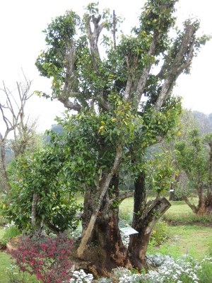 Xanthophyllum lanceatum