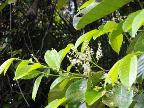 Prunus polystachya