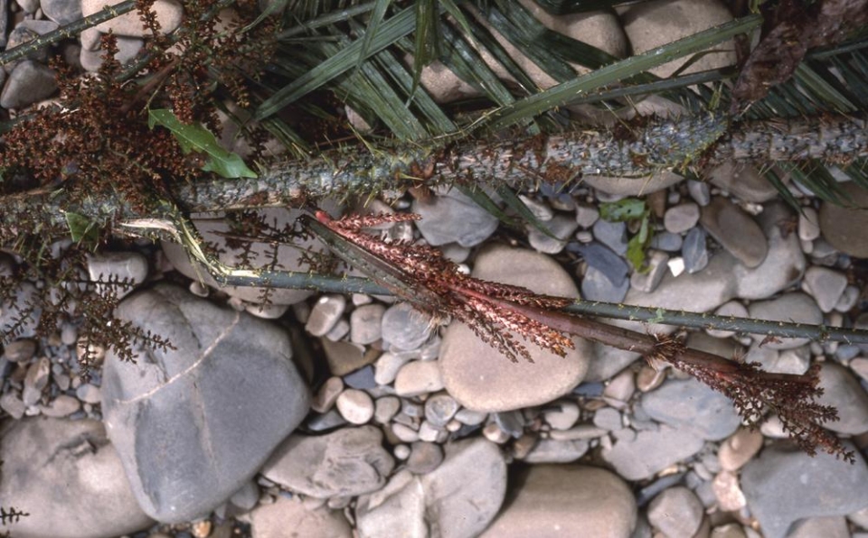 Daemonorops sparsiflora