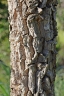 Aegiphila verticillata
