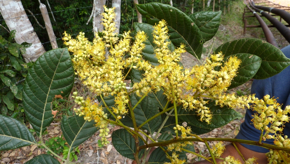 Tachigali densiflora