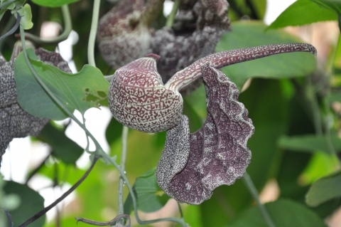 Aristolochia brasiliensis