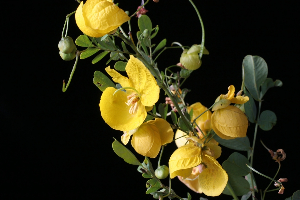 Senna pallida