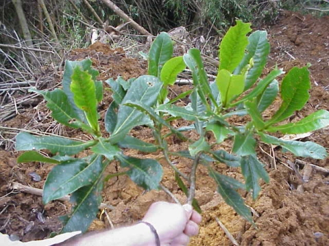 Elaeocarpus bakaianus