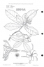 Gardenia remyi