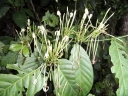 Oxyanthus speciosus