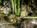 Molineria latifolia