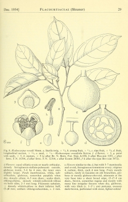 Hydnocarpus woodii