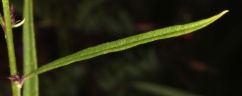 Polygala butyracea