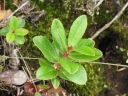 Vaccinium dentatum