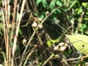 Vochysia ferruginea