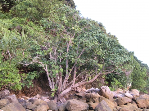 Xylocarpus rumphii