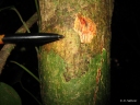 Pterocarpus tinctorius