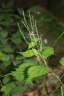 Boehmeria japonica