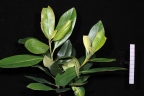 Tristaniopsis laurina