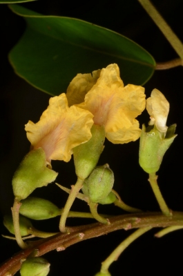 Pterocarpus soyauxii