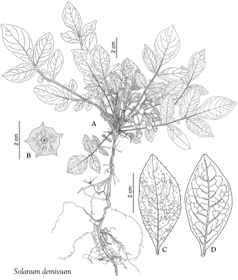 Solanum demissum
