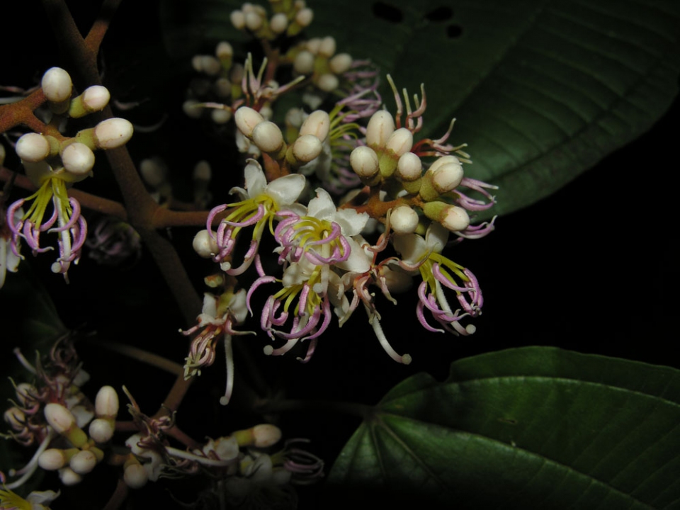 Miconia mirabilis