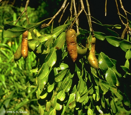 Phyllarthron articulatum