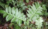 Weinmannia tinctoria