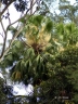 Livistona australis