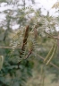 Albizia inundata