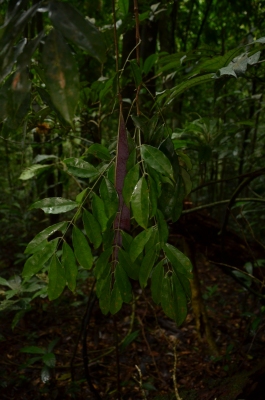 Chidlowia sanguinea