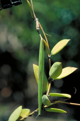 Hoya australis