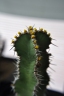 Euphorbia quadrangularis
