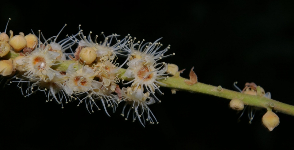 Licania macrophylla