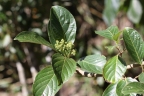 Cordia eriostigma