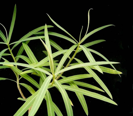 Euphorbia antso