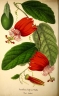 Passiflora coccinea