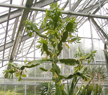 Euphorbia ampliphylla