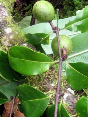 Landolphia trichostigma