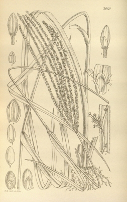 Digitaria iburua