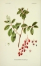 Stegnosperma halimifolium