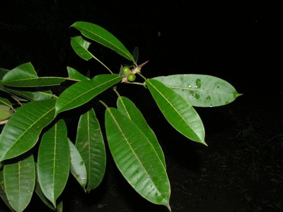 Ficus paraensis