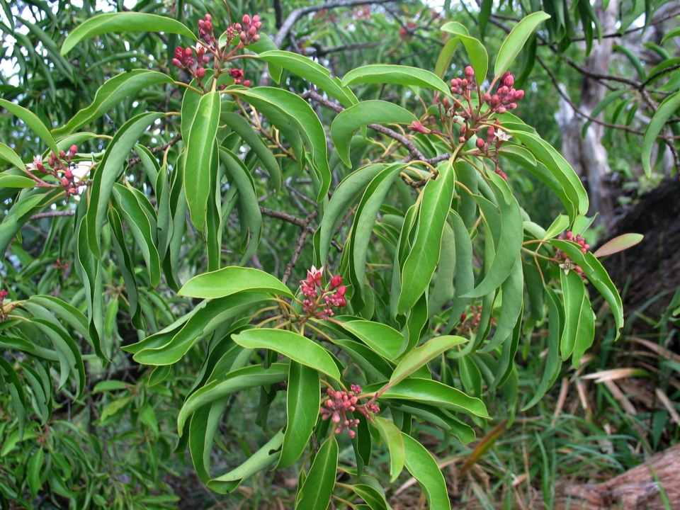 Santalum freycinetianum