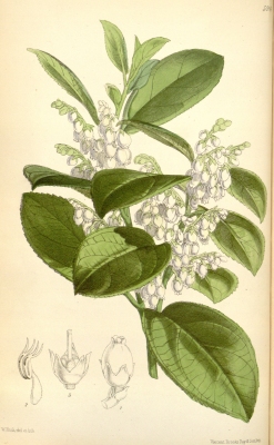 Gaultheria fragrantissima