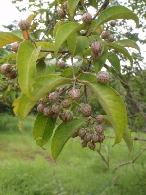 Vismia guineensis