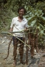 Plectocomia elongata