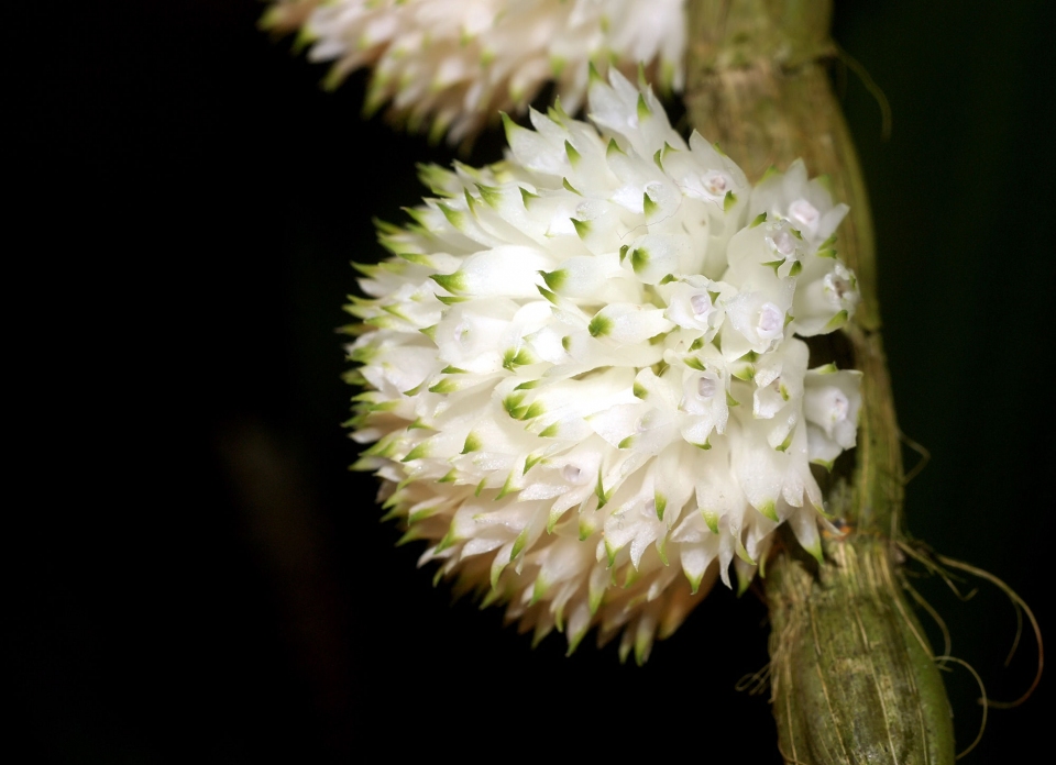 Dendrobium purpureum