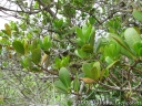 Myrsine parvifolia